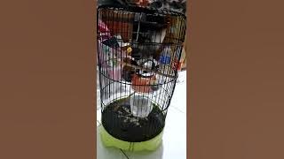 CIBLEK BREN NGUNCI FULL TIME