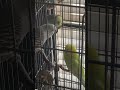 First Annual Parakeet Meeting of 2025! #animals #budgies #parakeet #birds #pets #shorts