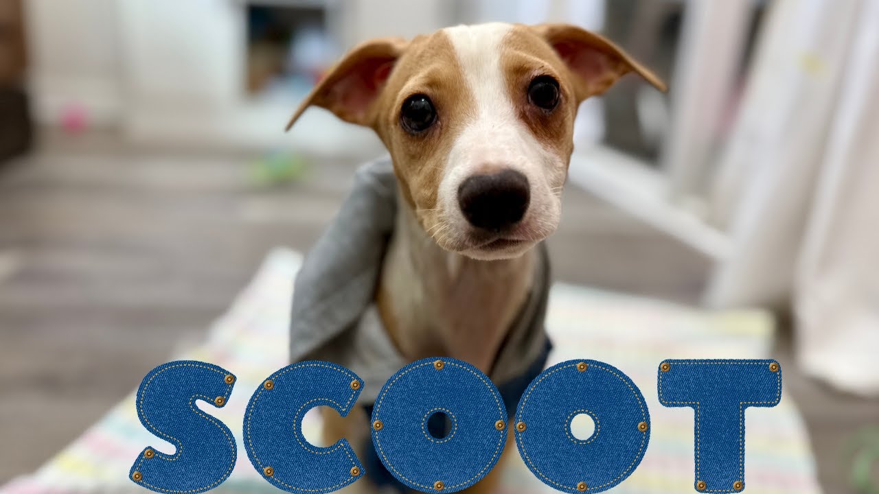 What rhymes with cute? Scoot! - YouTube