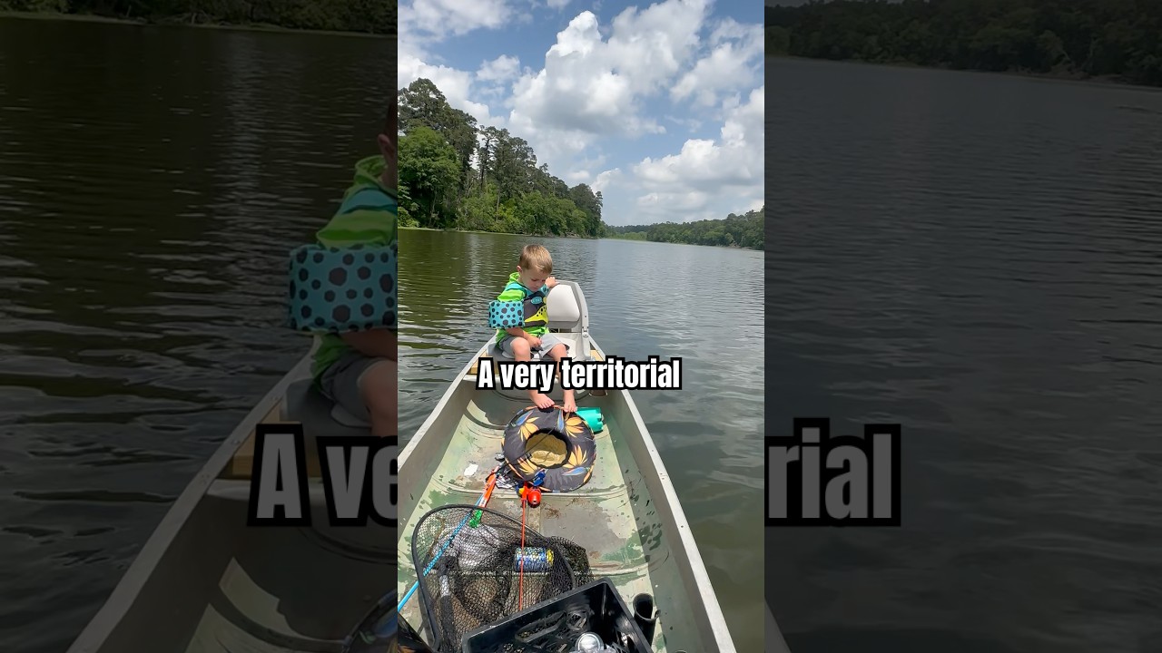 Seeing a GIANT ALLIGATOR in a TINY canoe 