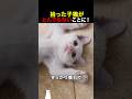 拾った子猫が、とんでもないことに！