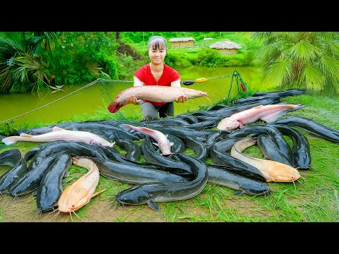 Harvesting a Lot of Catfish and Selling at the Market – Raise Chickens with Corn Feed