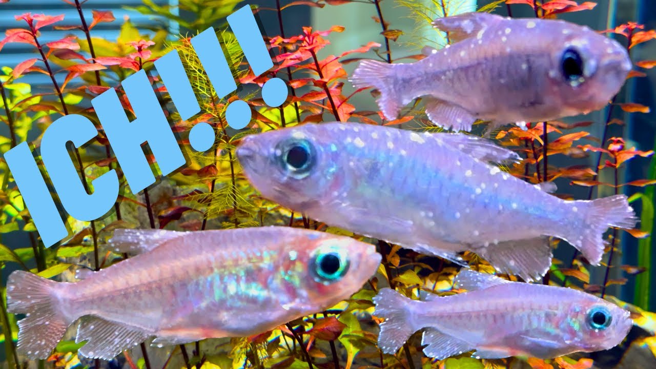 Curated visual reference: Visual Reference: Disease In The 400 Gallon Community Aquarium How To Treat