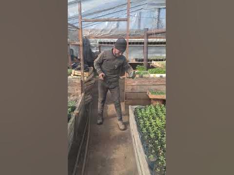 кок жигули - YouTube