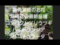 商売繁盛のお花？紫陽花の最新品種コンパクトノリウツギ！ハイドランジアパニキュラータ‼️ピラミッドアジサイの育て方剪定を詳しく紹介‼️矢祭園芸さんより