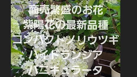 夏に咲く紫陽花 ピラミッドアジサイ ノリウツギの剪定を詳しく紹介 お家でガーデニング Mp3