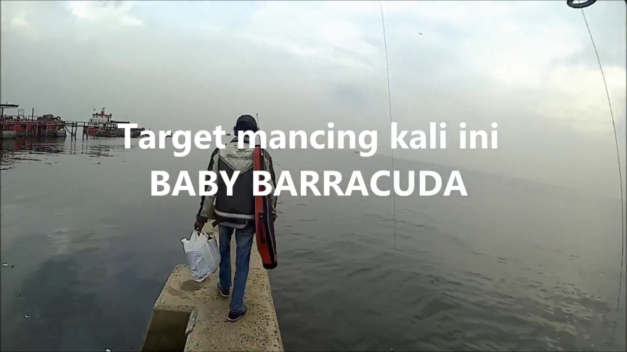Si Abang Jago Mancing Cumi-Cumi Di Muara Baru, Saya Boncos Mancing Barracuda