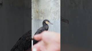 The Cormorant Ate All The Fish Quickly