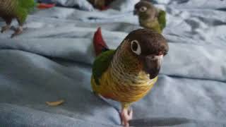 Green Cheek Conure Family Making Weird Noises