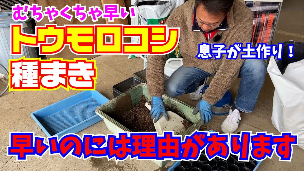 こんなに早くて大丈夫？トウモロコシ種まき【ゴールドラッシュ】【とうもろこし】