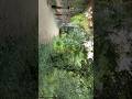 nature ka Anand lijiye doston 💗💗#shortvideo #viralvideo #shorts #love #nature