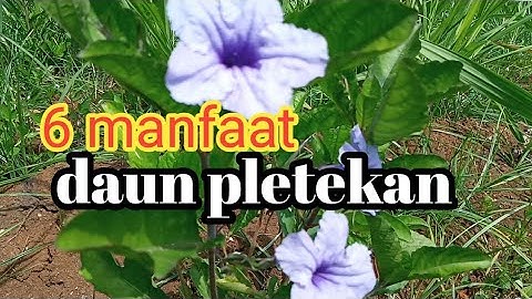 manfaat daun pletekan@seribu manfaat