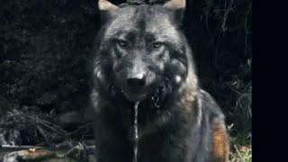 🐺DEV SİYAH KURT | GIANT BLACK WOLF | ГИГАНТСКИЙ ЧЕРНЫЙ ВОЛК | #BLACKWOLF #ЧЕРНЫЙВОЛК #SİYAHKURT