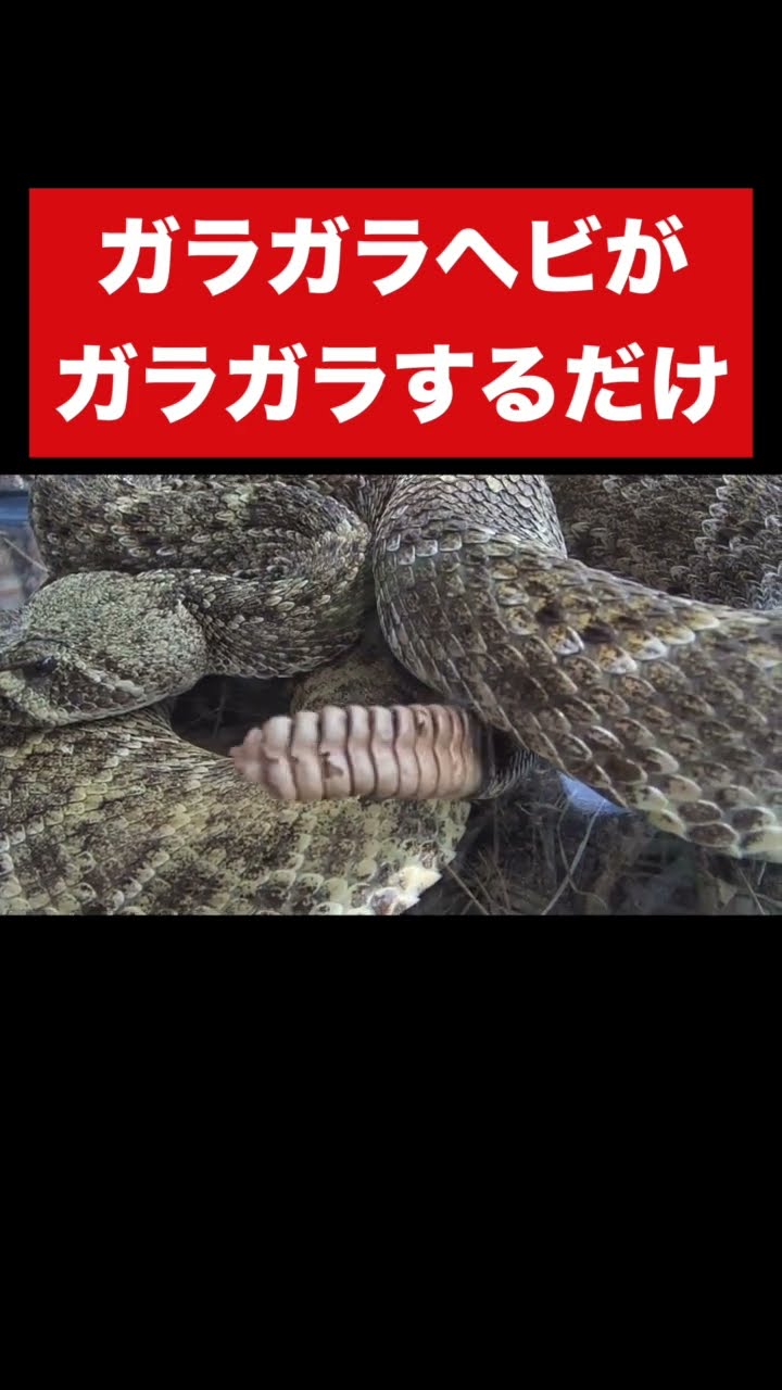 ガラガラ蛇の尻尾　ピン Closing in on the secret behind the tail of a rattlesnake