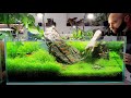 FASTEST Growing Aquarium Plant Takes Over 