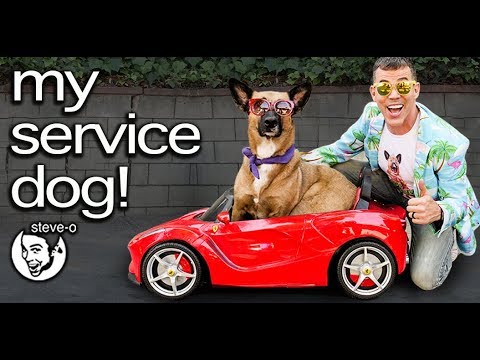 My Service Dog From Peru | Steve-O