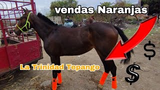 Chulos animales criollos  // Atlixco puebla 