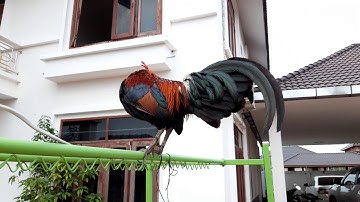 ไก่ป่าน้ำ 2 สๅงขันบ่อแพ้ใผ่/qaib qus phaum ob 2/5/2020