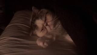 猫が飼いたくなる動画