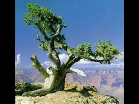 As duas gerações prófetica Mt:23 :36; Mt:24 :34