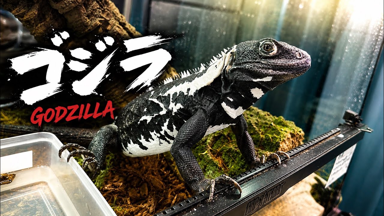 This giant lizard looks just like Godzilla and it's too cool
