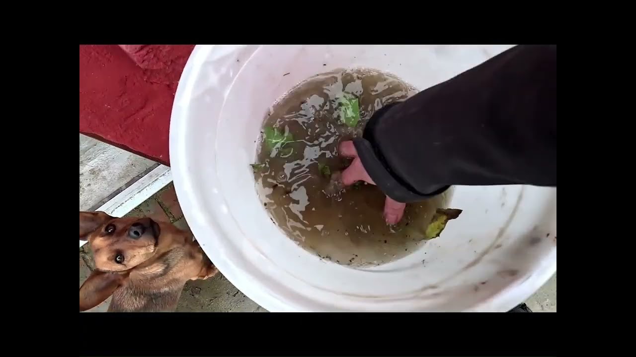 #14 Paardenbloemenwortel TINCTUUR# VIJG snoeien en stekken