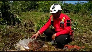 Turtles Stranded Inland in Western Java by Tsunami Rescued and Returned to the Sea
