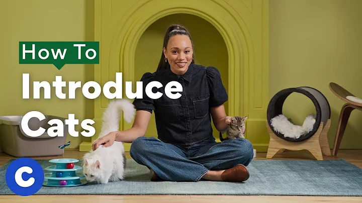 How To Introduce Cats | Chewtorials