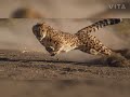 Indian cheetah