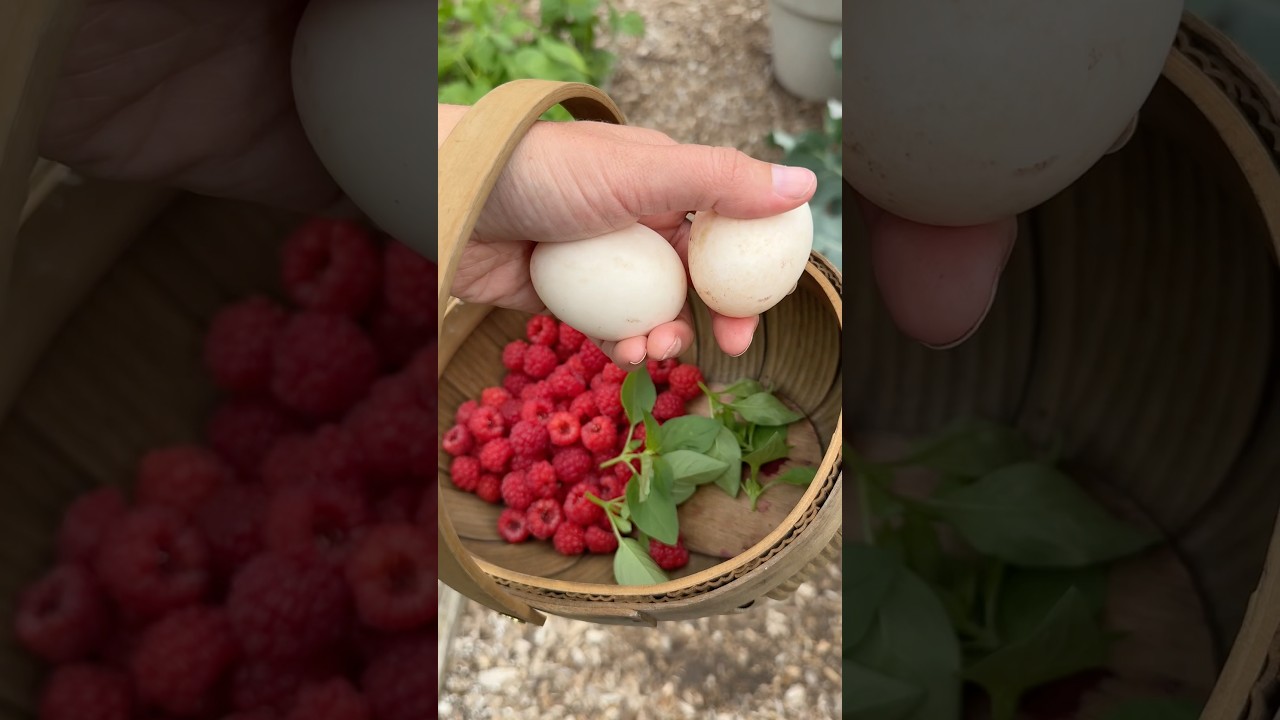 Harvest Raspberry Tart #harvest #growyourownfood #backyardgarden #garden #gardening #maryland