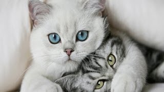 Sweety cats(Милые котики) Sweety cats(Милые котики)