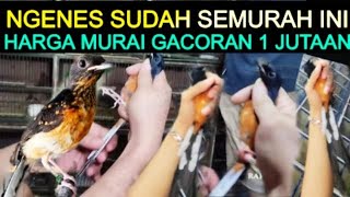 Download Lagu 😥 NGENES HARGA SDH SEMURAH INI MURAI GACORAN CUMA 1 JUTAAN DI PASAR BURUNG PRAMUKA HARI INI MP3