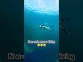 Non-swimmer but want to dive?!😳 #diving #nonswimmer #ocean #shortvideo