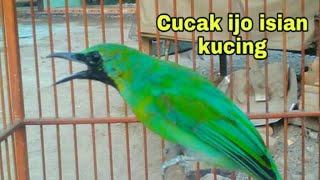 Cucak ijo isian kucing