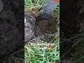 Metal detecting Williams Ca coin spill plus #metaldetecting #youtubeshorts #park