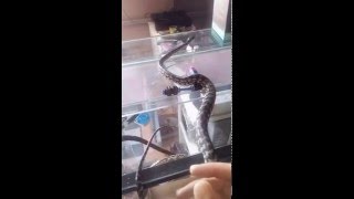 Queen python