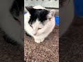 CAT #gatos #gato #cat #update #shortsviral #viral #shortvideos #shorts #love #cutecat #trending