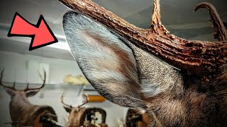 How to mount deer EARS!!! (how I do it anyway) ***SUPER EASY*** WHITETAIL TAXIDERMY!!
