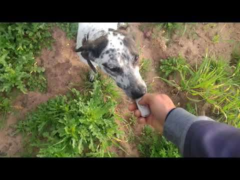 فيديو: كيفية تدريب كلب على الصيد