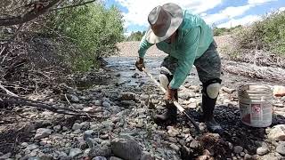 Gold Panning and Sluicing in Fairplay Colorado July 2022