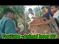 LOCAL COW BREEDING PURE INSEMINATION,HOW TO COW BREED ARTIFICIAL INSEMINATION, SPECIAL BREED INDIA.