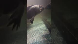 Monstruo de río / River monster #wild #hunter #monster #animal #viral #fyp #video #ajolote #axolotl