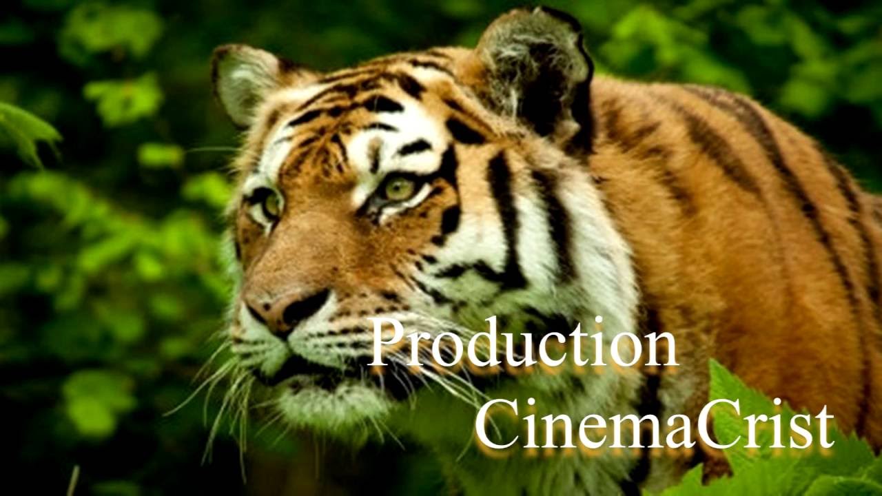 ΑΙΛΟΥΡΟΕΙΔΗ.. BIG CAT DOCUMENTARY .F.HD