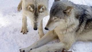 怒られてもあなたが大好き~ Wolf Love