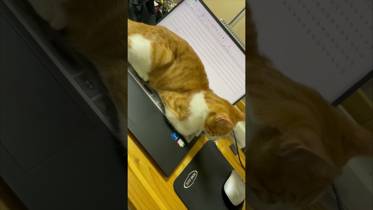 Laptop’s Keyboard Typing on Its Own as Cat Naps on Top