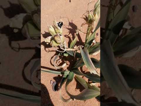 البصل البري او العنصل