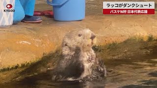 【速報】ラッコがダンクシュート   バスケW杯、日本代表応援