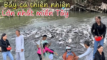 KỲ LẠ HÀNG TRĂM TẤN CÁ KÉO VỀ CHUNG SỐNG TRÊN SÔNG VÀM NAO