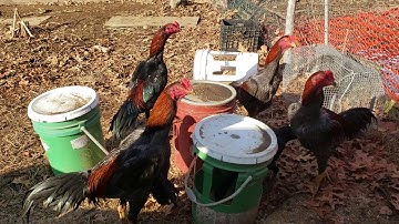 Qaib Hmoob Los Tsua | Ocean State