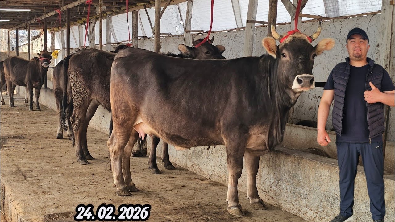 VOOY DooD 😱 SHVEST BAZIM SHVEST BO‘G‘OZLAR🔥 GERMAN SAVAY ZO‘RLARI ABROR AKADA🔥